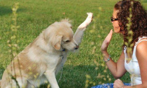 Los albergues de perros son como campos de concentración - perros_y_amos5