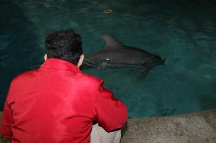 Trasladan a 5 delfines de Atlantis a Guadalajara y Guanajuato - Delfines-atlantis-profepa-Twitter