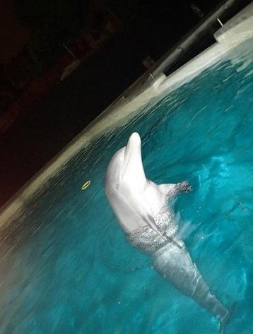 Trasladan a 5 delfines de Atlantis a Guadalajara y Guanajuato - Delfines-atlantis-profepa-Twitter2