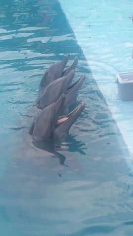 Trasladan a 5 delfines de Atlantis a Guadalajara y Guanajuato - Delfines-atlantis-profepa-Twitter3