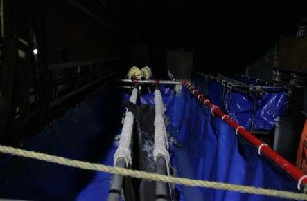 Trasladan a 5 delfines de Atlantis a Guadalajara y Guanajuato - Delfines-atlantis-profepa-Twitter4