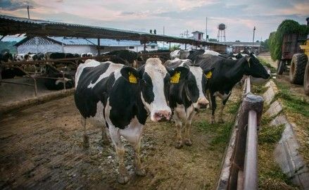 Se ampliará Cruzada Nacional Contra el Hambre en el país: EPN - Hidalgo-Liconsa-Presidencia-EPN2