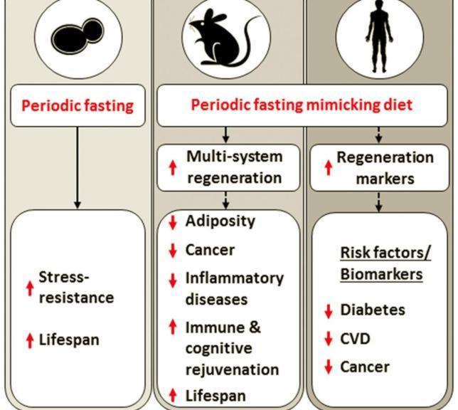 Ayuno retarda el envejecimiento y riesgo de padecer cáncer - ayuno2