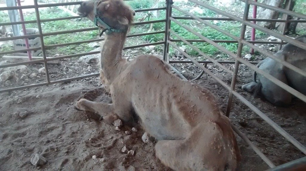 Profepa rescata animales abandonados en Mérida - camello-1-1024x575