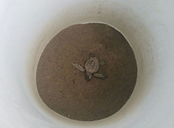 Huracán Carlos causa primeros estragos en playas de Guerrero - estragos-huracan-carlos-4