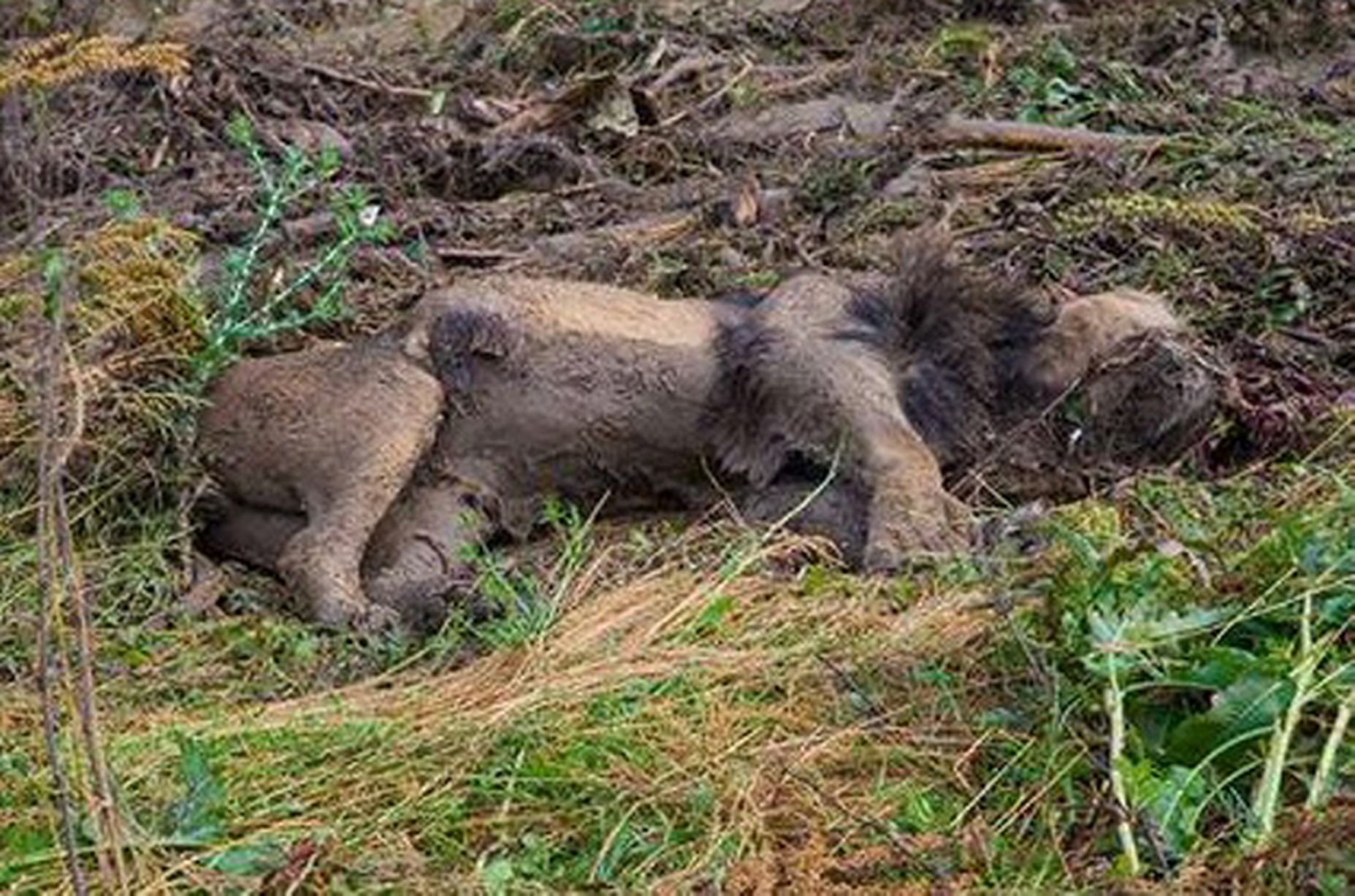 Tigre que escapó del zoológico de Tbilisi mató a un hombre - leon-georgia