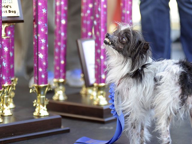 Quasi Modo gana concurso del Perro Más Feo del Mundo - peanud