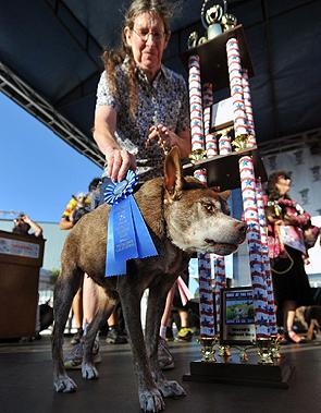Quasi Modo gana concurso del Perro Más Feo del Mundo - quasi