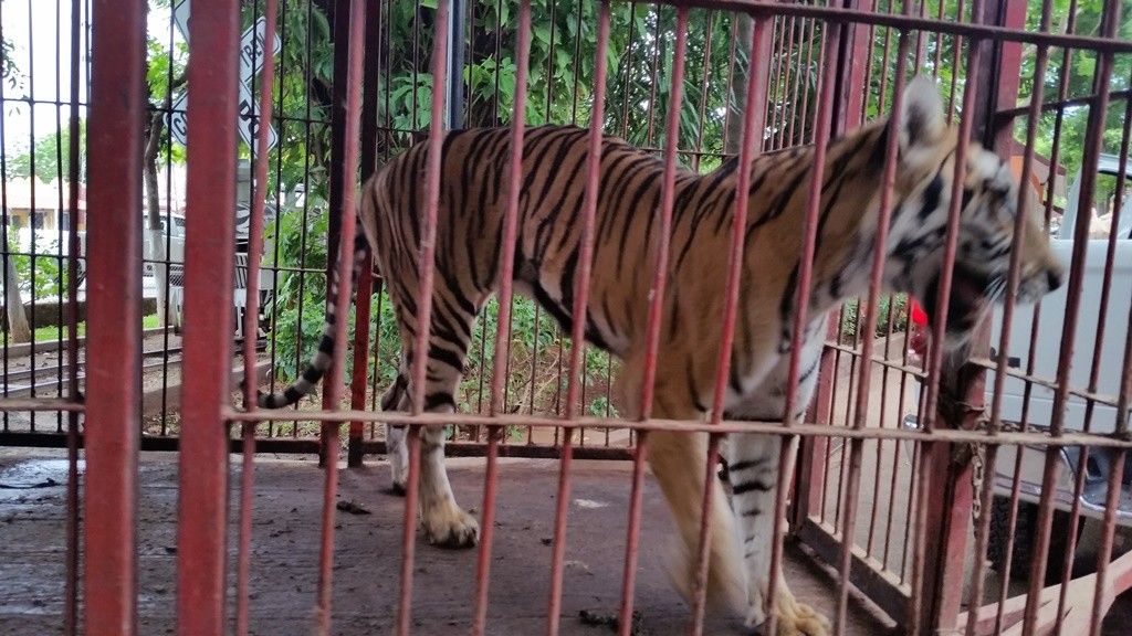 Profepa rescata animales abandonados en Mérida - tigre-1024x576