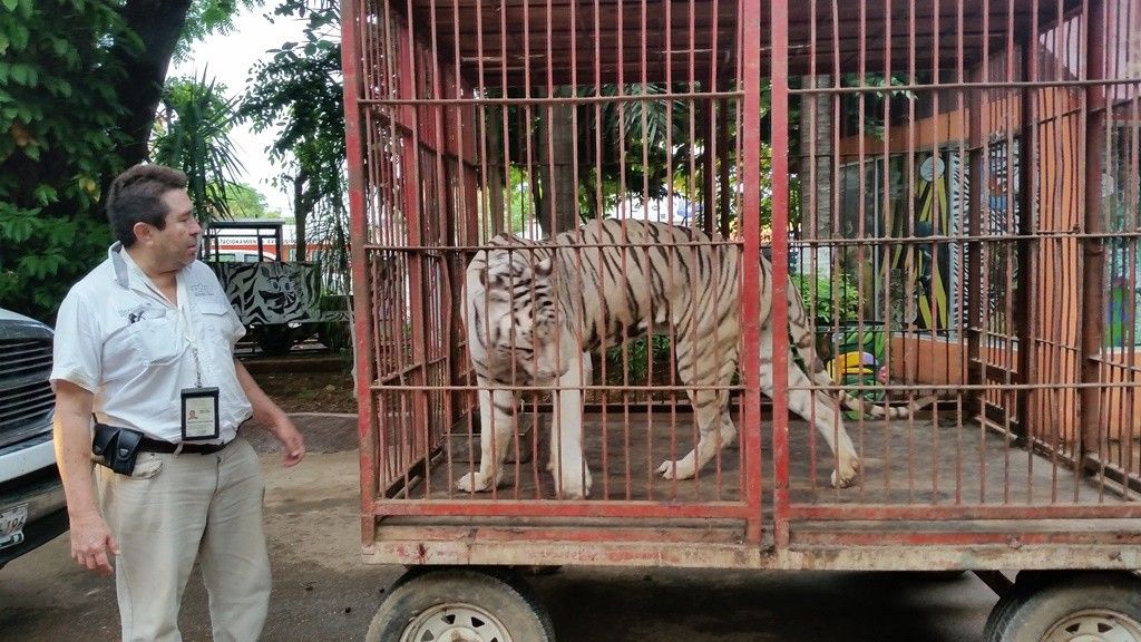 Profepa rescata animales abandonados en Mérida - tigre-2-1024x576