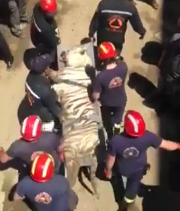 Tigre que escapó del zoológico de Tbilisi mató a un hombre - tigre-blanco-georgia-2