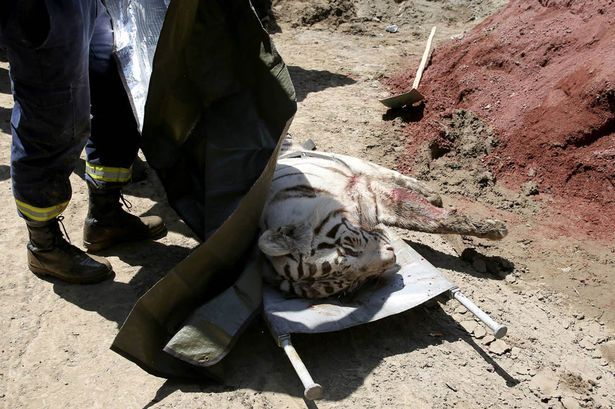 Tigre que escapó del zoológico de Tbilisi mató a un hombre - tigre-blanco-georgia