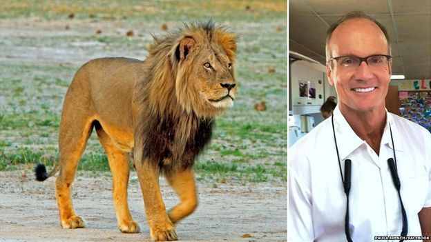 Acusan a dentista de matar a león en Zimbabue - 84542075_lioncomp