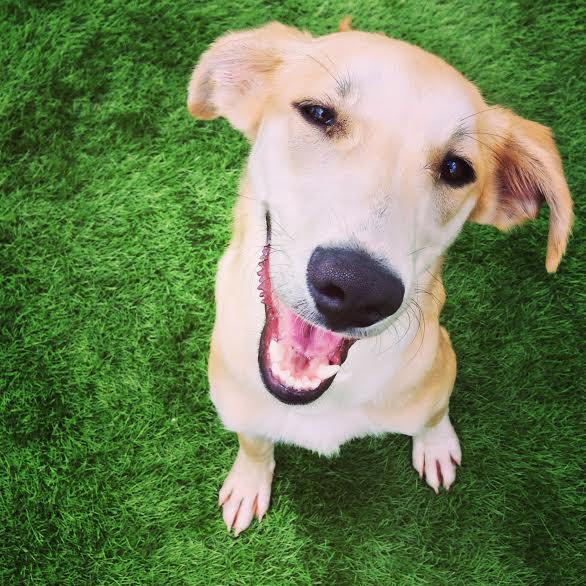 Pixel: amores perros - Amores-perros-pixel3