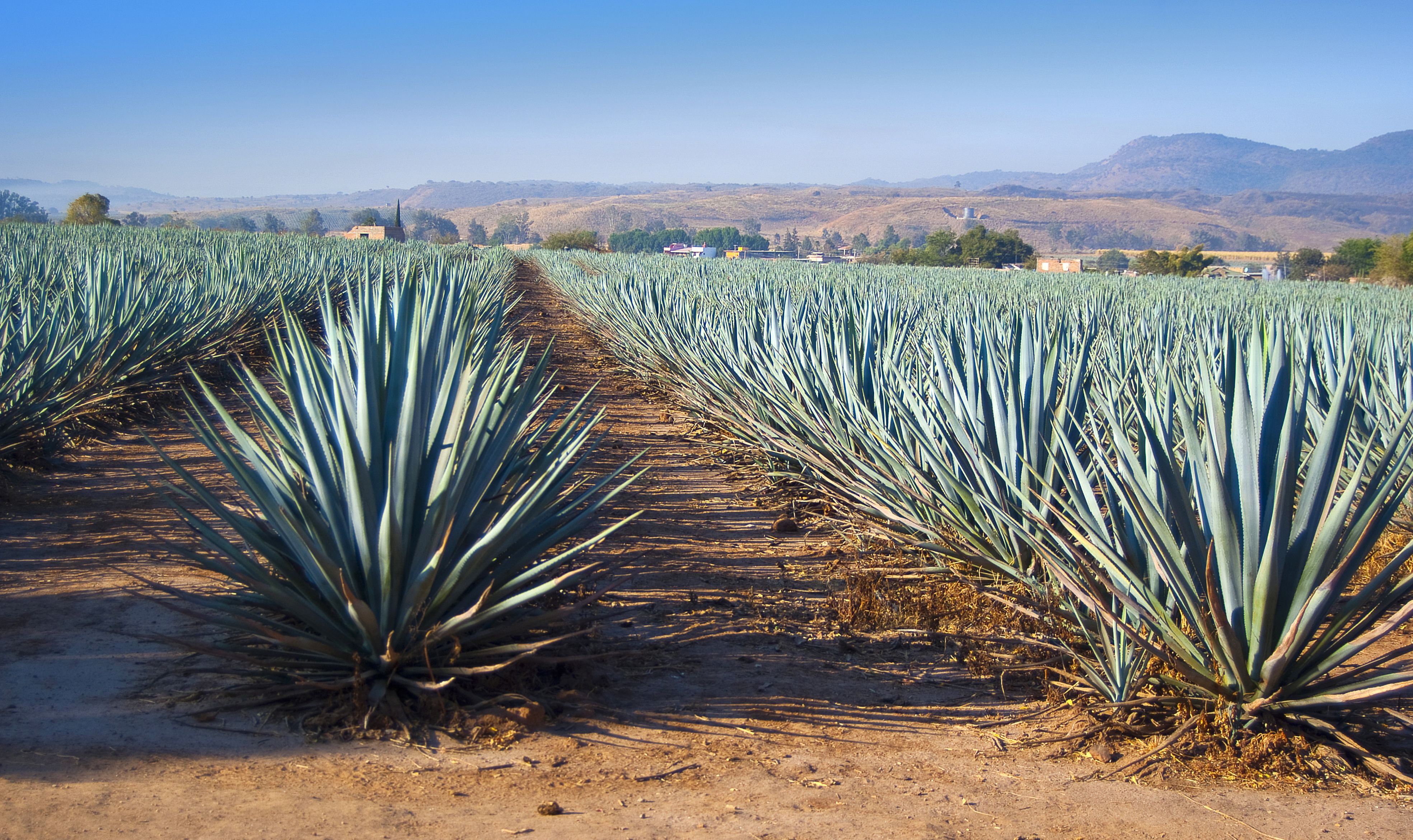 De México para el mundo: el tequila - aga