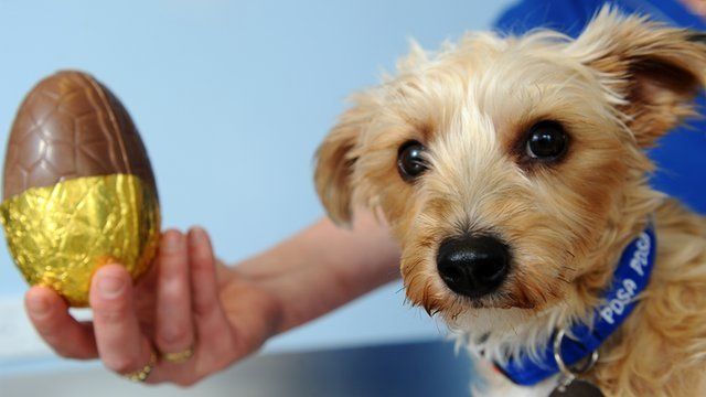 ¿El chocolate es realmente peligroso para tu perro? - chocdog