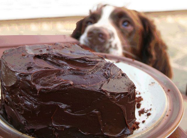 ¿El chocolate es realmente peligroso para tu perro? - chocolate-dog-chocolate-health-nutrition-arthritis-vet-getupandgo