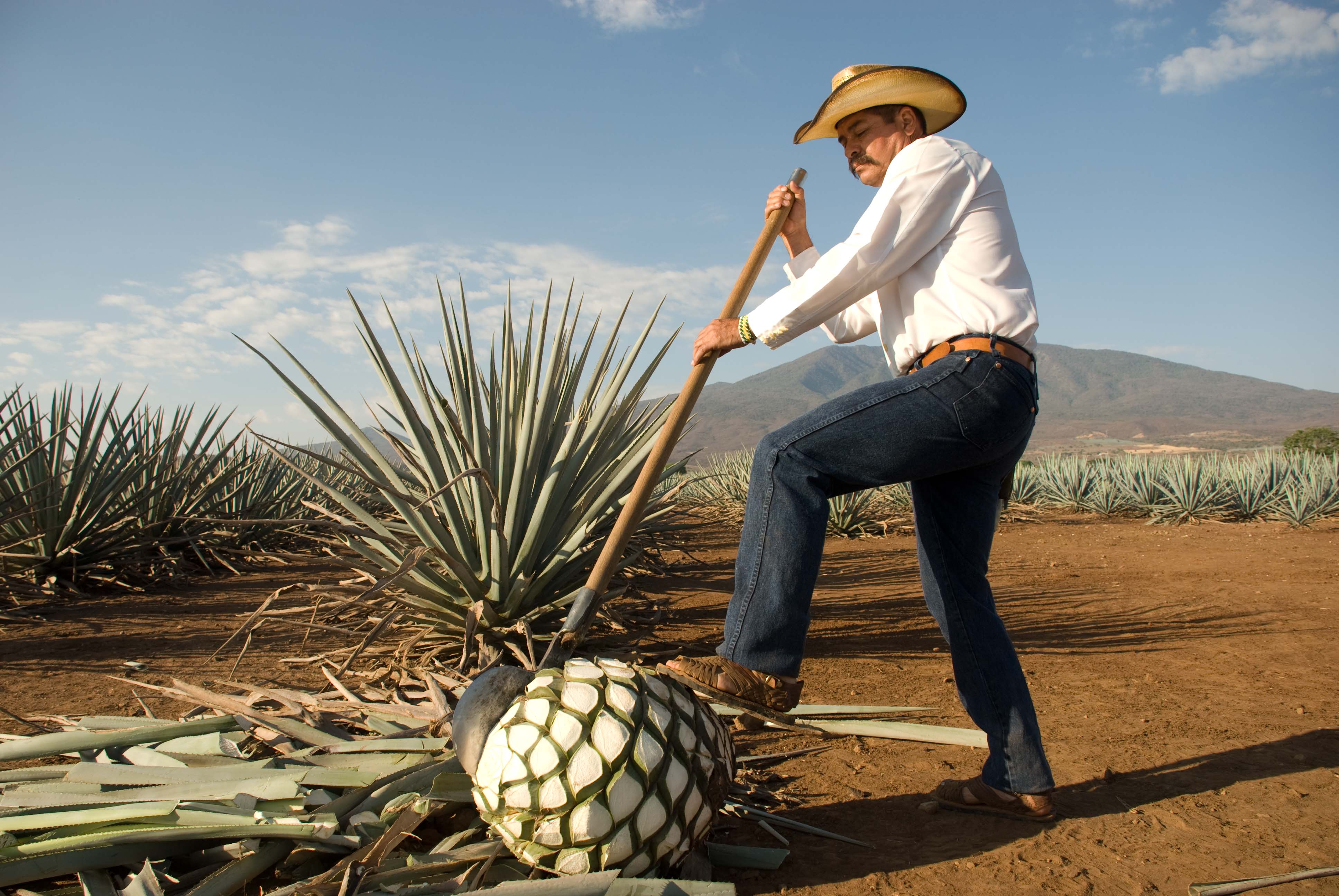 De México para el mundo: el tequila - lugares-para-visitar-en-guadalajara-tequila