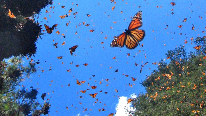 Destinos de ecoturismo para visitar este verano - mariposa-monarca