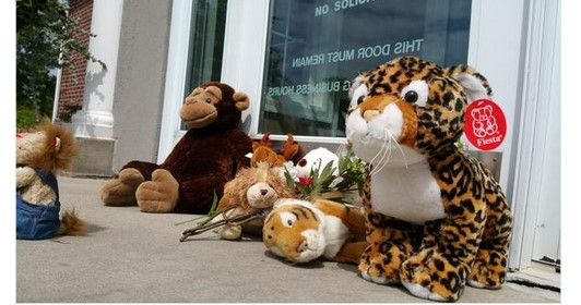 Acusan a dentista de matar a león en Zimbabue - pelcuhes