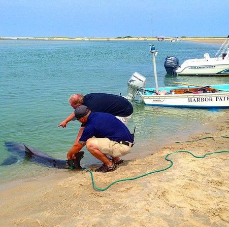 Bañistas salvan a un tiburón blanco - shark-atrapado