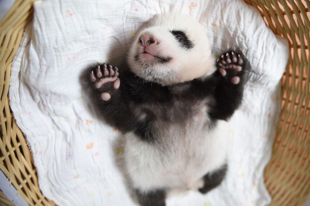 Presentan 10 nuevos pandas bebés en China - Pandas-bebes-1-1024x682