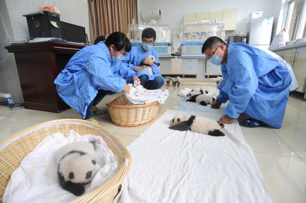 Presentan 10 nuevos pandas bebés en China - Pandas-bebes-10-1024x682