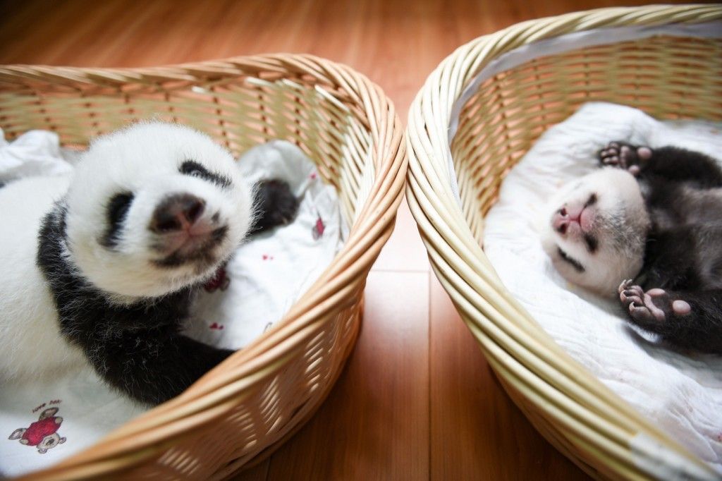 Presentan 10 nuevos pandas bebés en China - Pandas-bebes-2-1024x682