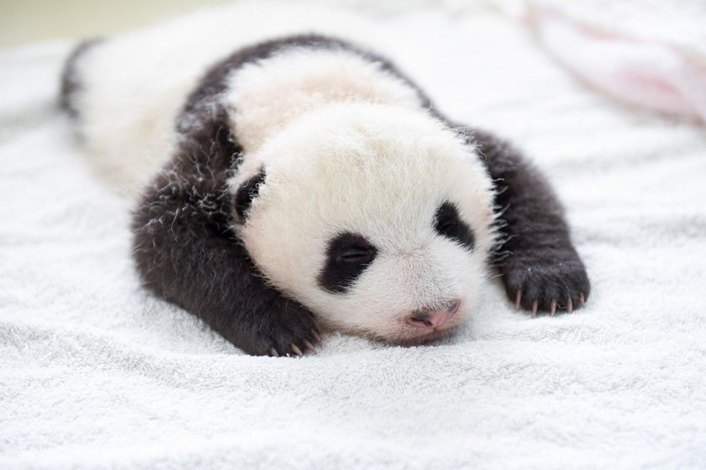 Presentan 10 nuevos pandas bebés en China - Pandas-bebes-3-1024x682