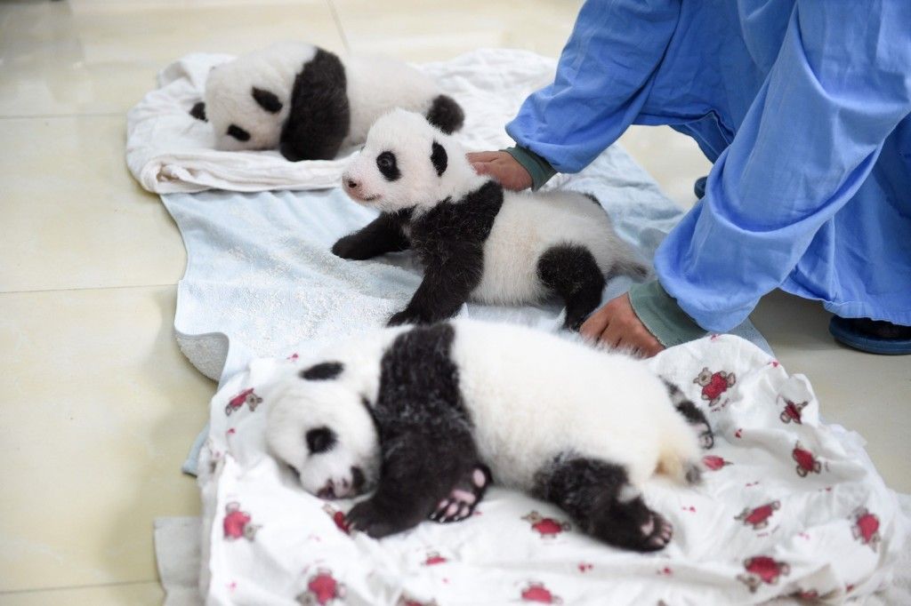 Presentan 10 nuevos pandas bebés en China - Pandas-bebes-4-1024x682