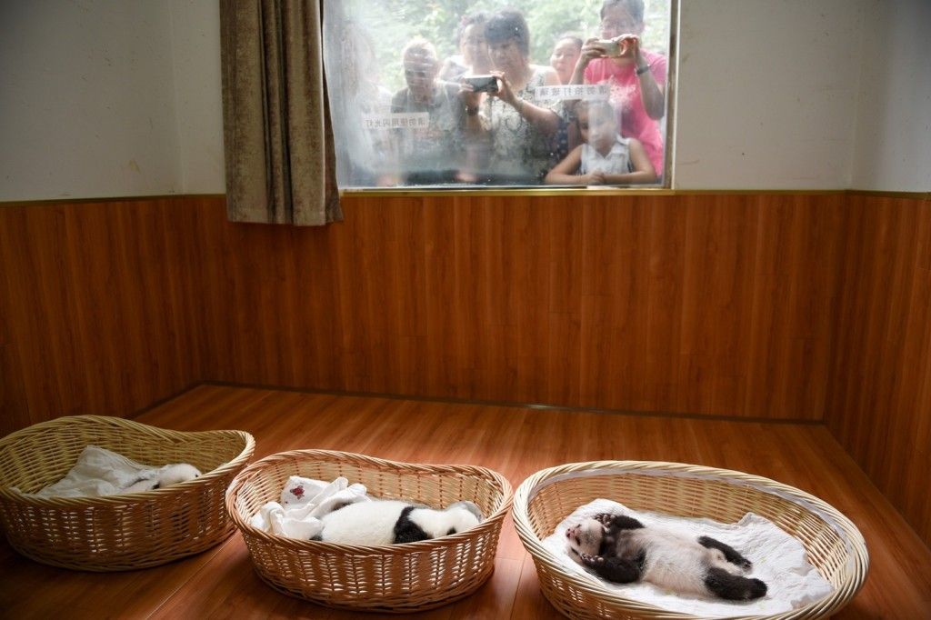 Presentan 10 nuevos pandas bebés en China - Pandas-bebes-6-1024x682