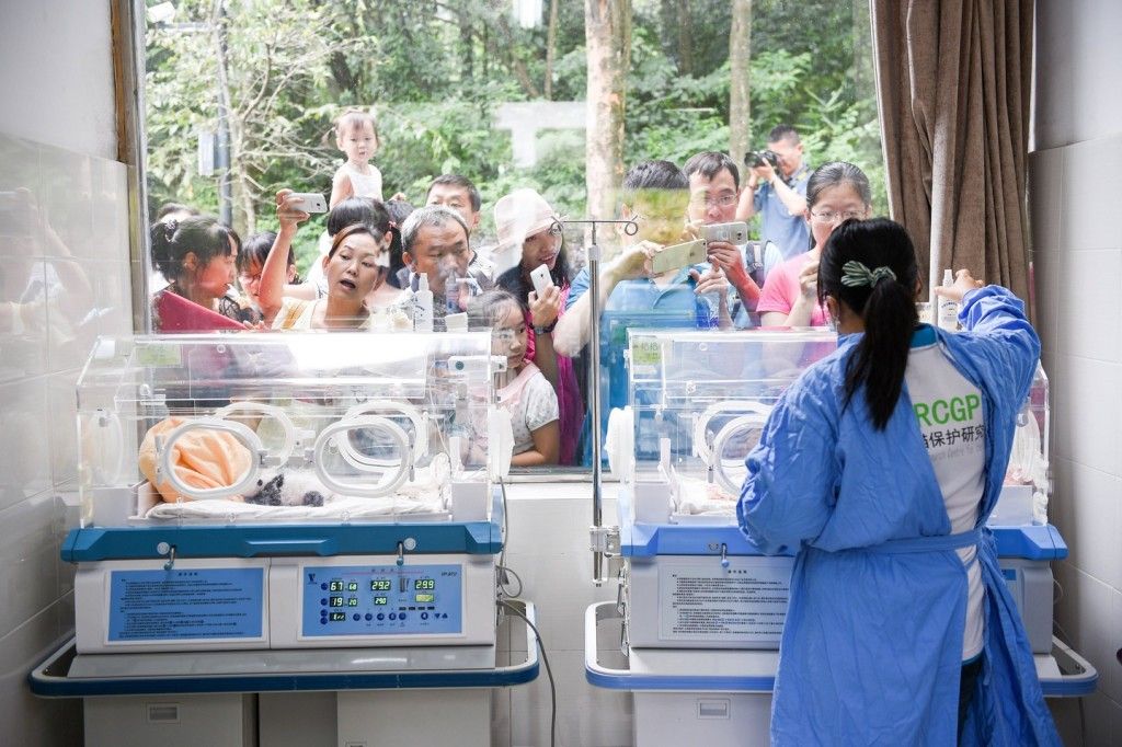 Presentan 10 nuevos pandas bebés en China - Pandas-bebes-8-1024x682