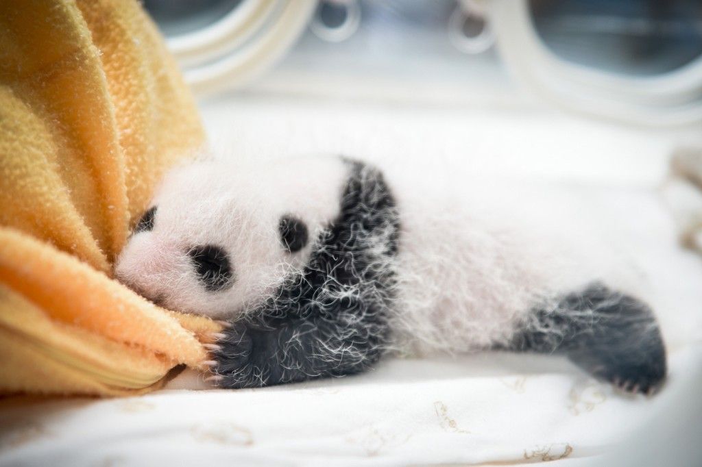 Presentan 10 nuevos pandas bebés en China - Pandas-bebes-9-1024x682