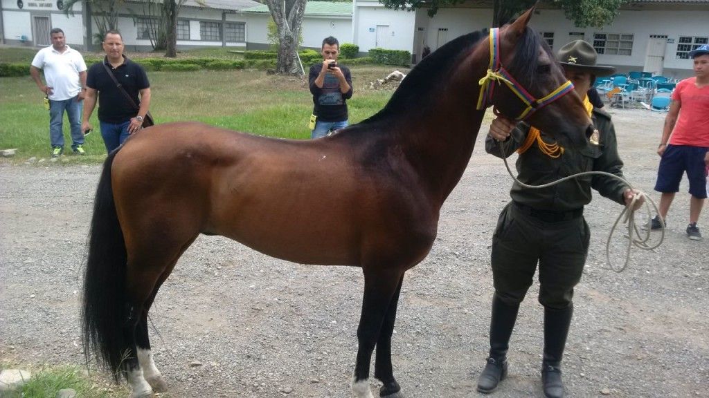Policía encuentra caballo de Faustino Asprilla - caballo-tino5.amr-r-1024x576
