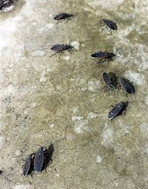 Invasión de insectos en California - invasión-insectos