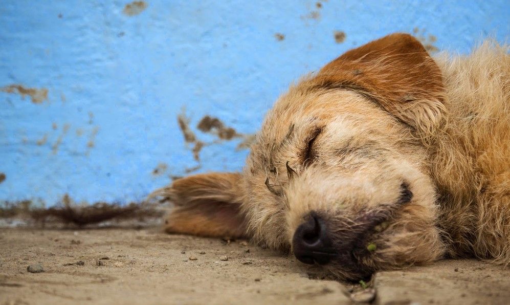 Los albergues de perros son como campos de concentración - perro-abandonado