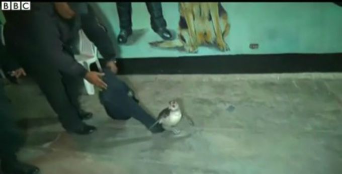 Policías peruanos aseguran a un pingüino - pinguino-peruano