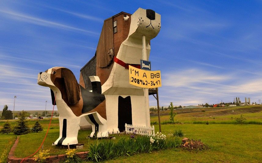 Los hoteles más peculiares del mundo - ugly-dog_2395817k
