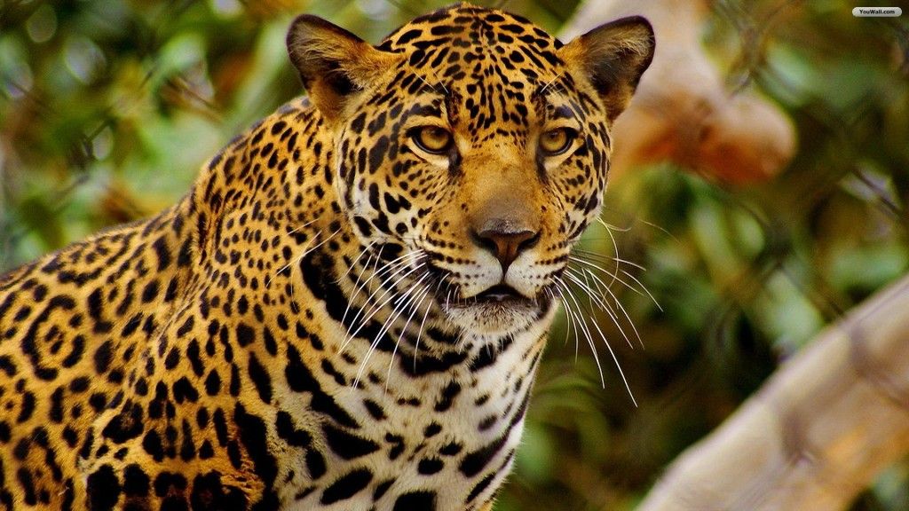 Los 10 animales con mayor amenaza de extinguirse - Jaguar-1024x576