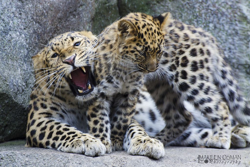 Los 10 animales con mayor amenaza de extinguirse - Leopardo-Amur-1024x683