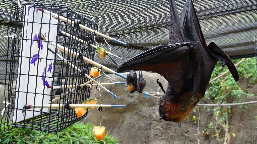 Animales pintan cuadros para subastarlos - bat-1024x575