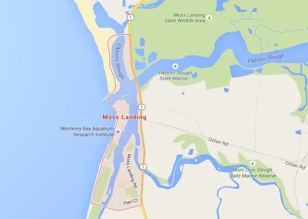 Video: ballena casi aplasta a pareja - moss_landing